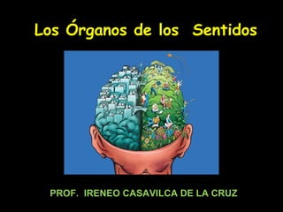 Los Órganos de los Sentidos
PROF. IRENEO CASAVILCA DE LA CRUZ
 