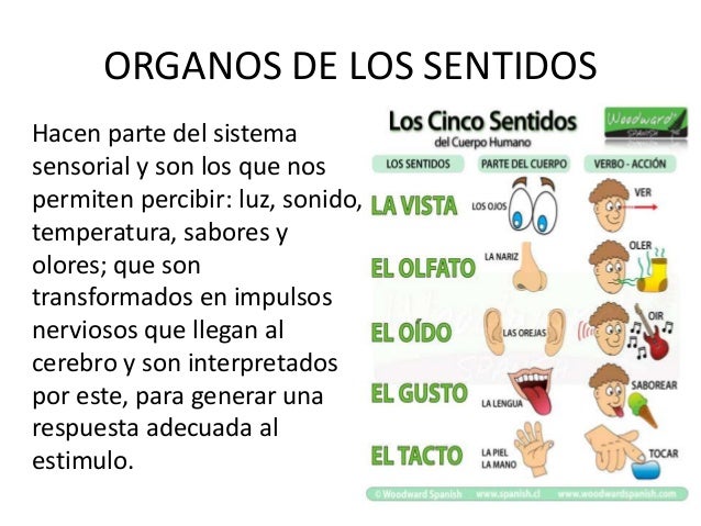 órganos De Los Sentidos