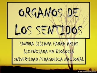 ORGANOS DEORGANOS DE
LOS SENTIDOSLOS SENTIDOS
SANDRA LILIANA PARRA ARIASSANDRA LILIANA PARRA ARIAS
LICENCIADA EN BIOLOGIALICENCIADA EN BIOLOGIA
UNIVERSIDAD PEDAGOGICA NACIONALUNIVERSIDAD PEDAGOGICA NACIONAL
 