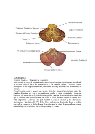 Tallo Encefálico
Controla funciones vitales para el organismo.
Mesencéfalo: a través de los pedúnculos cerebelosos, transmite impulsos nerviosos desde
la corteza cerebral hacia la protuberancia y la medula espinal. Contiene centros
encargados de dar respuestas motoras, centros reflejados y de control del movimiento de
los ojos.
Protuberancia anular o puente de varolia: conecta e integra las distintas partes del
encéfalo. Contiene los centros encargados de regular el ritmo respiratorio y otros que
elaboran las respuestas reflejadas.Bulbo raquídeo: porción inferior del tallo encefálico
que se continúa en la medula espinal, en el que se alojan diversos centros de control de la
vida vegetativa. Ejemplos: los que regulan la presión arterial y las frecuencias
respiratorias y cardiacas. El 80% de las fibras motoras que descienden desde la corteza
cerebral se cruzan en el bulbo lo que determina que la mitad derecha del cuerpo este
controlada por el hemisferio cerebral izquierdo y viceversa.
 
