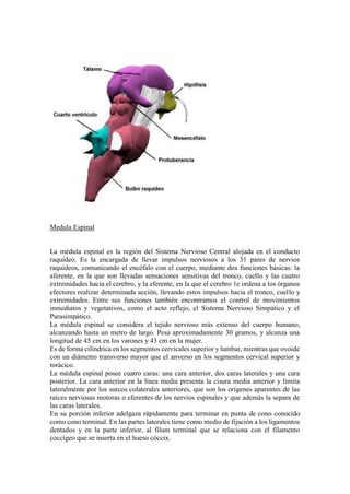 Medula Espinal
La médula espinal es la región del Sistema Nervioso Central alojada en el conducto
raquídeo. Es la encargada de llevar impulsos nerviosos a los 31 pares de nervios
raquídeos, comunicando el encéfalo con el cuerpo, mediante dos funciones básicas: la
aferente, en la que son llevadas sensaciones sensitivas del tronco, cuello y las cuatro
extremidades hacia el cerebro, y la eferente, en la que el cerebro 1e ordena a los órganos
efectores realizar determinada acción, llevando estos impulsos hacia el tronco, cuello y
extremidades. Entre sus funciones también encontramos el control de movimientos
inmediatos y vegetativos, como el acto reflejo, el Sistema Nervioso Simpático y el
Parasimpático.
La médula espinal se considera el tejido nervioso más extenso del cuerpo humano,
alcanzando hasta un metro de largo. Pesa aproximadamente 30 gramos, y alcanza una
longitud de 45 cm en los varones y 43 cm en la mujer.
Es de forma cilíndrica en los segmentos cervicales superior y lumbar, mientras que ovoide
con un diámetro transverso mayor que el anverso en los segmentos cervical superior y
torácico.
La médula espinal posee cuatro caras: una cara anterior, dos caras laterales y una cara
posterior. La cara anterior en la línea media presenta la cisura media anterior y limita
lateralmente por los surcos colaterales anteriores, que son los orígenes aparentes de las
raíces nerviosas motoras o eferentes de los nervios espinales y que además la separa de
las caras laterales.
En su porción inferior adelgaza rápidamente para terminar en punta de cono conocido
como cono terminal. En las partes laterales tiene como medio de fijación a los ligamentos
dentados y en la parte inferior, al filum terminal que se relaciona con el filamento
coccígeo que se inserta en el hueso cóccix.
 