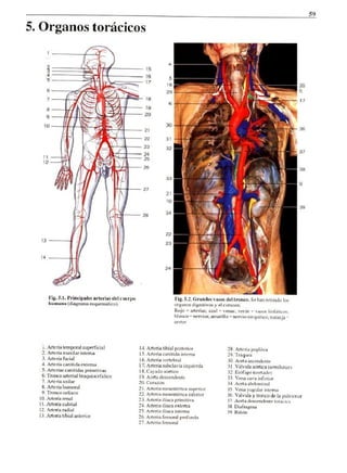 Organos del torax, abdominales y retroperitoneales.