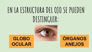EN LA ESTRUCTURA DEL OJO SE PUEDEN
DISTINGUIR:
GLOBO
OCULAR
ÓRGANOS
ANEJOS
 
