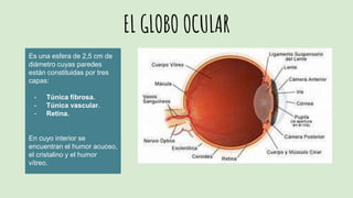 EL GLOBO OCULAR
Es una esfera de 2,5 cm de
diámetro cuyas paredes
están constituidas por tres
capas:
- Túnica fibrosa.
- Túnica vascular.
- Retina.
En cuyo interior se
encuentran el humor acuoso,
el cristalino y el humor
vítreo.
 
