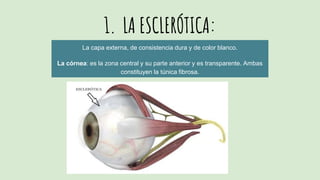 1. LA ESCLERÓTICA:
La capa externa, de consistencia dura y de color blanco.
La córnea: es la zona central y su parte anterior y es transparente. Ambas
constituyen la túnica fibrosa.
 