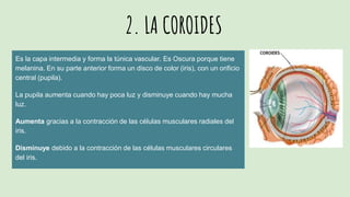 2. LA COROIDES
Es la capa intermedia y forma la túnica vascular. Es Oscura porque tiene
melanina. En su parte anterior forma un disco de color (iris), con un orificio
central (pupila).
La pupila aumenta cuando hay poca luz y disminuye cuando hay mucha
luz.
Aumenta gracias a la contracción de las células musculares radiales del
iris.
Disminuye debido a la contracción de las células musculares circulares
del iris.
 
