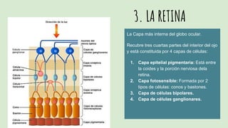 3. LA RETINA
La Capa más interna del globo ocular.
Recubre tres cuartas partes del interior del ojo
y está constituida por 4 capas de células:
1. Capa epitelial pigmentaria: Está entre
la coides y la porción nerviosa dela
retina.
2. Capa fotosensible: Formada por 2
tipos de células: conos y bastones.
3. Capa de células bipolares.
4. Capa de células ganglionares.
 