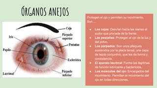 ÓRGANOS ANEJOS Protegen el ojo y permiten su movimiento.
Son…
● Las cejas: Desvían hacia las sienes el
sudor que procede de la frente.
● Las pestañas: Protegen el ojo de la luz y
del polvo.
● Los párpados: Son unos pliegues
sostenidos por la placa tarsal, una capa
de tejido conjuntivo, que les da forma y
consistencia.
● El aparato lacrimal: Forma las lágrimas,
de función lubricante y bactericida.
● Los músculos del ojo: Encargados del
movimiento. Permiten el movimiento del
ojo en todas direcciones.
 