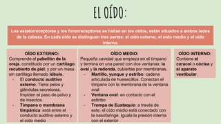 EL OÍDO:
Los estatorreceptores y los fonorreceptores se hallan en los oídos, están situados a ambos lados
de la cabeza. En cada oído se distinguen tres partes: el oído externo, el oído medio y el oído
interno.
OÍDO EXTERNO:
Comprende el pabellón de la
oreja, constituido por un cartílago
recubierto de piel; y por un masa
sin cartílago llamado lóbulo.
- El conducto auditivo
externo: Tiene pelos y
glándulas secretoras.
Impiden el paso de polvo y
de insectos.
- Tímpano o membrana
timpánica: está entre el
conducto auditivo externo y
el oído medio
OÍDO MEDIO:
Pequeña cavidad que empieza en el tímpano
y termina en una pared con dos ventanas: la
oval y la redonda, cubiertas por membranas.
- Martillo, yunque y estribo: cadena
articulada de huesecillos. Conectan el
tímpano con la membrana de la ventana
oval
- Ventana oval: en contacto con el
esttribo
- Trompa de Eustaquio: a través de
este, el oído medio está conectado con
la nasofaringe. Iguala la presión interna
con el exterior
OÍDO INTERNO:
Contiene el
caracol o cóclea y
el aparato
vestibular.
 