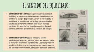 EL SENTIDO DEL EQUILIBRIO:
● EQUILIBRIO ESTÁTICO: Su percepción la realiza el
utrículo y el sáculo mediante las manchas estáticas. Al
cambiar el cuerpo de posición, varían la intensidad y el
sentido de la presión que los otolitos hacen sobre las
células de la mancha estática; esto es un impulso
nervioso. A través del nervio estatoacústico, llega al
cerebro, sintiendo en él la nueva posición del cuerpo.
● EQUILIBRIO DINÁMICO: se relaciona con los
movimientos bruscos y súbitos, como por ejemplo iniciar
la marcha o levantarse rápidamente. Los receptores del
equilibrio dinámico se encuentran en las membranas de
los canales semicirculares, conductos llenos de endolinfa.
 