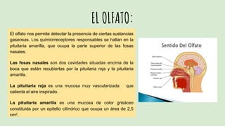 EL OLFATO:
El olfato nos permite detectar la presencia de ciertas sustancias
gaseosas. Los quimiorreceptores responsables se hallan en la
pituitaria amarilla, que ocupa la parte superior de las fosas
nasales.
Las fosas nasales son dos cavidades situadas encima de la
boca que están recubiertas por la pituitaria roja y la pituitaria
amarilla.
La pituitaria roja es una mucosa muy vascularizada que
calienta el aire inspirado.
La pituitaria amarilla es una mucosa de color grisáceo
constituida por un epitelio cilíndrico que ocupa un área de 2,5
cm2.
 