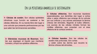 En la pituitaria amarilla se distinguen:
1- Células de sostén. Son células epiteliales
cilíndricas cuya función es sostener a las
células olfatorias. En su banda libre dan lugar a
una cutícula que presenta perforaciones por las
que salen las terminaciones sensibles.
2- Células olfatorias. Son neuronas bipolares
especializadas; sus dendritas dan lugar a cortos
cilios o pelos olfatorios que emerge de la cutícula
por sus orificios y sus axones atraviesan la lámina
cribosa del etmoides, llegando al bulbo olfatorio.
Los axones de las células mitrales forman las
cintillas olfatorias, que conectan con el área
olfatoria de la corteza cerebral.
3- Glándulas mucosas de Bowman. Son
las que segregan el líquido que mantiene
húmedo y limpio los epitelios olfatorios.
4- Células basales. Son las células de
sostén más profundas. Son cortas
y están sobre las dermis que recubre la
lámina cribosa del etmoides.
 