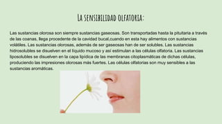La sensibilidad olfatoria:
Las sustancias olorosa son siempre sustancias gaseosas. Son transportadas hasta la pituitaria a través
de las coanas, llega procedente de la cavidad bucal,cuando en esta hay alimentos con sustancias
volátiles. Las sustancias olorosas, además de ser gaseosas han de ser solubles. Las sustancias
hidrosolubles se disuelven en el líquido mucoso y así estimulan a las células olfatoria. Las sustancias
liposolubles se disuelven en la capa lipídica de las membranas citoplasmáticas de dichas células,
produciendo las impresiones olorosas más fuertes. Las células olfatorias son muy sensibles a las
sustancias aromáticas.
 