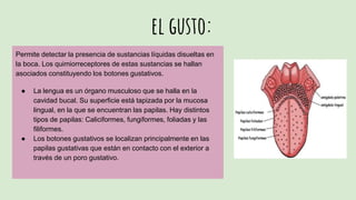 el gusto:
Permite detectar la presencia de sustancias líquidas disueltas en
la boca. Los quimiorreceptores de estas sustancias se hallan
asociados constituyendo los botones gustativos.
● La lengua es un órgano musculoso que se halla en la
cavidad bucal. Su superficie está tapizada por la mucosa
lingual, en la que se encuentran las papilas. Hay distintos
tipos de papilas: Caliciformes, fungiformes, foliadas y las
filiformes.
● Los botones gustativos se localizan principalmente en las
papilas gustativas que están en contacto con el exterior a
través de un poro gustativo.
 