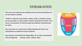 Sensibilidad gustativa:
Para que una sustancia sea captada por los botones gustativos ha
de ser líquida o soluble.
Existen 4 sabores puros (dulce, salado, ácido y amargo) aunque
se ha propuesto un quinto sabor (umami) caracteriza el sabor de la
carne y es pescado. El resto procede de distintas combinaciones
de estos.
Hay que tener en cuenta que el olfato participa de forma muy
importante en la detección de los sabores.
Hay sabores más fácilmente detectables. En el orden decreciente
sería el siguiente: amargo- ácido- salado- dulce
 