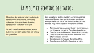 La piel y el sentido del tacto:
El sentido del tacto permite tres tipos de
sensaciones: mecánicas, térmicas y
dolorosas. Los receptores de estas
sensaciones se hallan en la piel.
La piel posee los denominados anejos
cutáneos, que son: Los pelos, las uñas y
las glándulas.
Los receptores táctiles pueden ser terminaciones
nerviosas libres o bien terminaciones nerviosas
encapsuladas, es decir, los llamados corpúsculos
táctiles. Hay varios tipos de receptores táctiles:
● Terminaciones nerviosas libres y terminaciones
nerviosas de los pelos: Sensible al contacto.
● Corpúsculos de Meissner: Sensible al contacto.
● Corpúsculos de Vater-Pacini: Sensible a las
diferencias de presión.
● Corpúsculos de Krause: Sensible al frío.
● Corpúsculos de Ruffini: Sensible al calor.
 