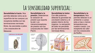 La sensibilidad superficial:
Sensibilidad al tacto. Nos
permite detectar cómo es la
superficie de los cuerpos.Los
receptores táctiles son las
terminaciones nerviosas
libres, las asociadas a pelos
y los corpúsculos de
Meissner.
Sensibilidad a la
presión. Detectamos
la variación de
presión que soporta
la piel. Los
mecanorreceptores
de presión son los
corpúsculos de Vater-
Pacini.
Sensibilidad al dolor.
Con ella podemos
detectar la gravedad de
una lesión externa y el
estado interno de los
órganos. La sensación
de dolor es percibida
por las terminaciones
nerviosas libres.
Sensibilidad a la
temperatura. Nos
permite detectar si un
ambiente o cuerpo
esta a mas o menos
temperatura que
nuestro cuerpo. Los
receptores de calor
son los corpúsculos
de Ruffini.
 