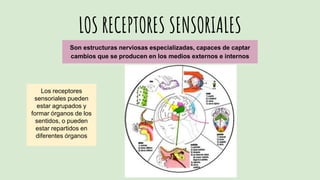 LOS RECEPTORES SENSORIALES
Son estructuras nerviosas especializadas, capaces de captar
cambios que se producen en los medios externos e internos
Los receptores
sensoriales pueden
estar agrupados y
formar órganos de los
sentidos, o pueden
estar repartidos en
diferentes órganos
 