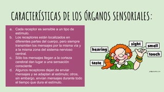 CARACTERÍSTICAS DE LOS ÓRGANOS SENSORIALES:
a. Cada receptor es sensible a un tipo de
estímulo.
b. Los receptores están localizados en
diferentes partes del cuerpo, pero siempre
transmiten los mensajes por la misma vía y
a la misma zona del sistema nervioso
central.
c. Sólo los mensajes llegan a la corteza
cerebral dan lugar a una sensación
consciente
d. Algunos receptores dejan de enviar
mensajes y se adaptan al estímulo; otros,
sin embargo, envían mensajes durante todo
el tiempo que dura el estímulo.
 