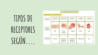 TIPOS DE
RECEPTORES
SEGÚN....
 
