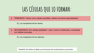 LAS CÉLULAS QUE LO FORMAN:
● PRIMARIOS: Tienen como células sensibles, células nerviosas especializadas.
Ej. Los receptores de los olores.
● SECUNDARIOS: Son células epiteliales* más o menos modificadas, conectadas
con células nerviosas.
Ej. Los receptores de los sabores.
* Epitelial: Se refiere al tejido con funciones de recubrimiento y secreción.
 