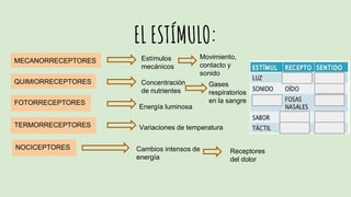 EL ESTÍMULO:
MECANORRECEPTORES
QUIMIORRECEPTORES
FOTORRECEPTORES
TERMORRECEPTORES
NOCICEPTORES
Estímulos
mecánicos
Concentración
de nutrientes
Movimiento,
contacto y
sonido
Gases
respiratorios
en la sangre
Energía luminosa
Variaciones de temperatura
Cambios intensos de
energía
Receptores
del dolor
 