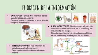 EL ORIGEN DE LA INFORMACIÓN
● EXTEROCEPTORES: Nos informan de las
características del entorno.
Cambios que se originan en la superficie del
cuerpo o en el exterior.
● PROPIOCEPTORES: Nos informan del grado de
contracción de los músculos, de la posición y del
movimiento del cuerpo.
Detectan cambios de los músculos esqueléticos,
en los tendones y en el órgano del equilibrio.
● INTEROCEPTORES: Nos informan del
estado general del organismo.
Detectan las modificaciones del origen
interno.
 