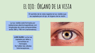 EL OJO: ÓRGANO DE LA VISTA
El sentido de la vista registra la luz visible que
es captada por el ojo, el órgano de la visión
La luz visible está formada por
radiaciones electromagnéticas con
longitudes de onda comprendidas
entre 390 y 780 nm (nanómetros)
LOS OJOS: La luz es
captada por ellos y
convertida en
mensajes.
Se hallan las células
fotorreceptoras.
 
