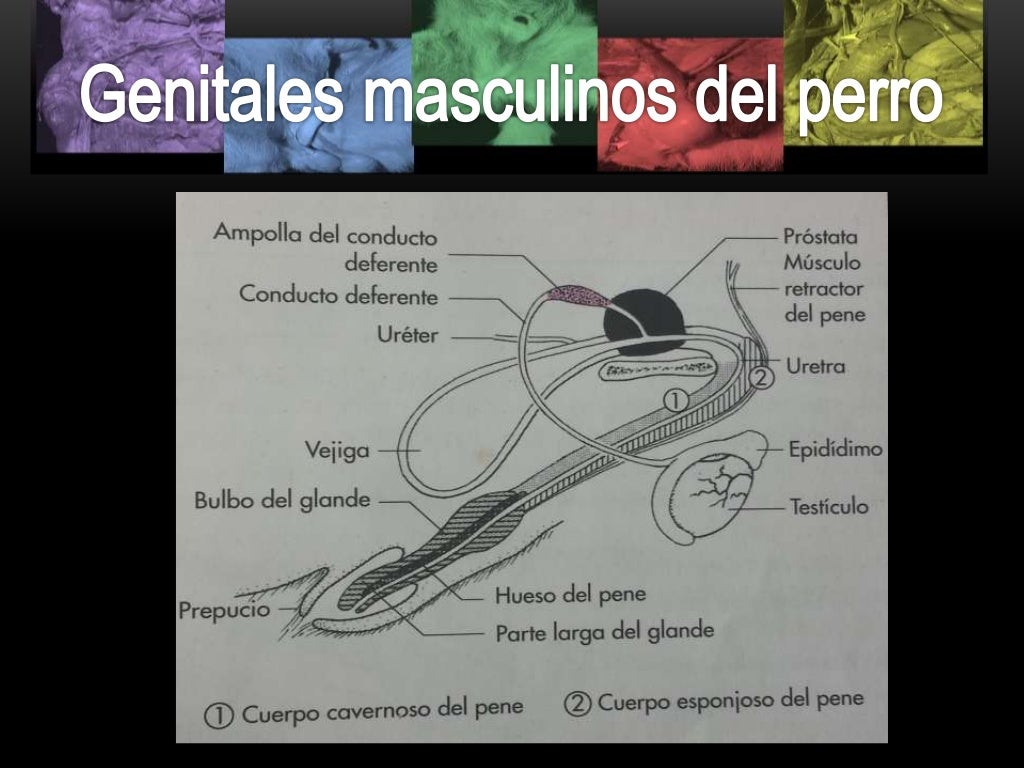 Órganos genitales del perro macho Órganos genitales del perro macho