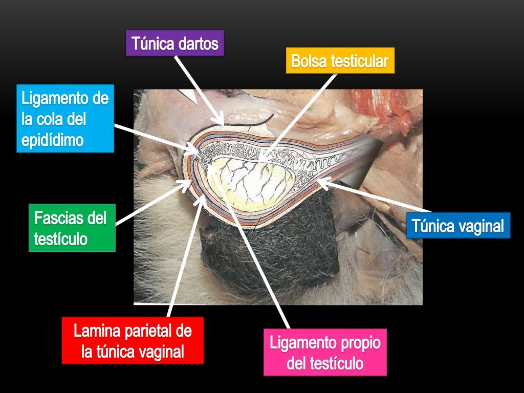 Órganos genitales del perro macho Órganos genitales del perro macho