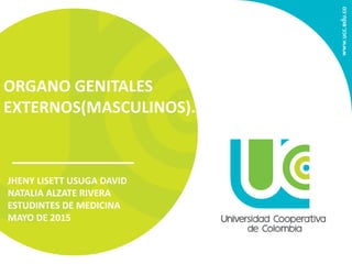 Organos genitales externos masculino | PPT