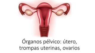 Órganos pélvico: útero,
trompas uterinas, ovarios
 