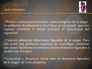 BAZO: FUNCIONES




Produce anticuerpos humerales contra antígenos de la sangre.
La población de plasmocitos en el bazo, es tan grande que este
órganos constituye la fuente principal de anticuerpos del
organismo.

Destruir elementos defectuosos figurados de la sangre .Para
ello posee una población cuantiosa de macrófagos residentes
que entran fácilmente en contacto con los elementos figurados a
su paso con el órgano.

Concentrar y almacenar ciertos tipos de elementos figurados
de la sangre, asi como plaquetas.
 