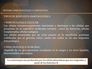 SISTEMA INMUNOLÓGICO Y LINFOCITOS

TIPOS DE RESPUESTA INMUNOLÓGICA

INMUNOLÓGICA CELULAR:
Las células inmunocompetentes reaccionan y           destruyen a las células que
presentan en su superficie moléculas extrañas        , como las bacterias, células
trasplantadas, células malignas.
Las células parasitadas por un virus poseen           en la membrana proteínas
codificadas por el genoma vírico, contra las         cuales se da una respuesta
inmunológica.

INMUNOLÓGICA HUMORAL:
Depende de las glucoproteínas circulantes en la sangre y en otros líquidos,
denominados anticuerpos.

   Los anticuerpos son producidos por las células plasmáticas que son originadas a
                             partir de los linfocitos B.
 
