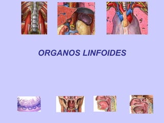 ORGANOS LINFOIDES
 
