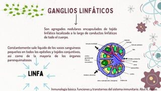 GANGLIOS LINFÁTICOS
Son agregados nodulares encapsulados de tejido
linfático localizado a lo largo de conductos linfáticos
de todo el cuerpo.
Constantemente sale líquido de los vasos sanguíneos
pequeños en todos los epitelios y tejidos conjuntivos,
así como de la mayoría de los órganos
parenquimatosos
Linfa
Inmunología básica. funciones y transtornos del sistema inmunitario. Abul K. Abbas
 