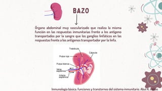 BAZO
Órgano abdominal muy vascularizado que realiza la misma
función en las respuestas inmunitarias frente a los antígeno
transportados por la sangre que los ganglios linfáticos en las
respuestas frente a los antígenos transportador por la linfa.
Inmunología básica. funciones y transtornos del sistema inmunitario. Abul K. Abbas
 