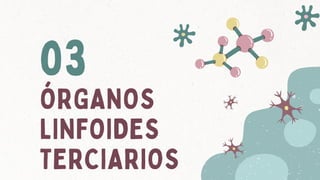 ÓRGANOS
LINFOIDES
TERCIARIOS
03
 