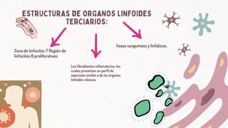 ESTRUCTURAS DE ORGANOS LINFOIDES
TERCIARIOS:
Zona de linfocitos T Región de
linfocitos B proliferativos
Los fibroblastos inflamatorios, los
cuales presentan un perfil de
expresión similar a de los órganos
linfoides clásicos
Vasos sanguíneos y linfáticos.
 