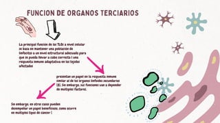 FUNCION DE ORGANOS TERCIARIOS
La principal función de los TLOs a nivel celular
se basa en mantener una población de
linfocitos a un nivel estructural adecuado para
que se pueda llevar a cabo correcta l una
respuesta inmune adaptativa en los tejidos
afectados
presentan un papel en la respuesta inmune
similar al de los órganos linfoides secundarios
[8]. Sin embargo, sus funciones van a depender
de múltiples factores,
Sin embargo, en otros casos pueden
desempeñar un papel beneficioso, como ocurre
en múltiples tipos de cáncer [
 