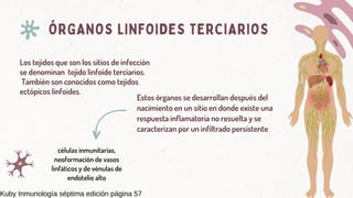 Los tejidos que son los sitios de infección
se denominan tejido linfoide terciarios.
También son conocidos como tejidos
ectópicos linfoides.
Estos órganos se desarrollan después del
nacimiento en un sitio en donde existe una
respuesta inflamatoria no resuelta y se
caracterizan por un infiltrado persistente
ÓRGANOS LINFOIDES TERCIARIOS
células inmunitarias,
neoformación de vasos
linfáticos y de vénulas de
endotelio alto
Kuby Inmunología séptima edición página 57
 