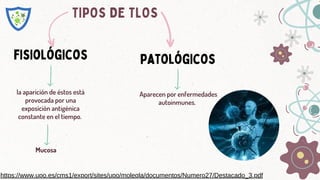 TIPOS DE TLOS
fisiológicos patológicos
Aparecen por enfermedades
autoinmunes.
la aparición de éstos está
provocada por una
exposición antigénica
constante en el tiempo.
Mucosa
https://www.upo.es/cms1/export/sites/upo/moleqla/documentos/Numero27/Destacado_3.pdf
 