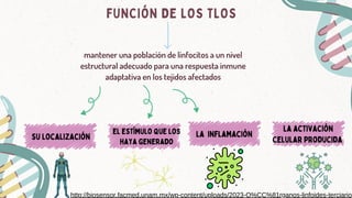 su localización
mantener una población de linfocitos a un nivel
estructural adecuado para una respuesta inmune
adaptativa en los tejidos afectados
FUNCIÓN DE LOS TLOS
la inflamación
el estímulo que los
haya generado
la activación
celular producida
http://biosensor.facmed.unam.mx/wp-content/uploads/2023-O%CC%81rganos-linfoides-terciario
 