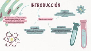 introducción
En la respuesta inmune participan células
y moléculas distribuidas por todo el
organismo, tanto en la circulación como en
los diversos tejidos del organismo
divicion de organos
primarios
Son aquéllos en los que los linfocitos se
originan y maduran, a través del
mecanismo de linfopoyesis
secundarios
Son estructuras especializadas en la recolección
de antígenos de distintos compartimentos
anatómicos. En ellos se lleva a cabo la activación
de los linfocitos maduros,
Terciario
estructuras que surgen en lugares de
inflamacion crónica y desaparecen cuando esta
señal remite.
 