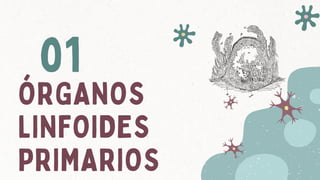 01
ÓRGANOS
LINFOIDES
PRIMARIOS
 