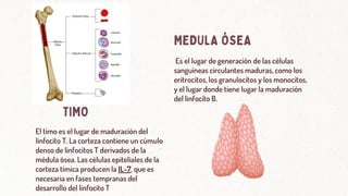 Es el lugar de generación de las células
sanguíneas circulantes maduras, como los
eritrocitos, los granulocitos y los monocitos,
y el lugar donde tiene lugar la maduración
del linfocito B.
TIMO
El timo es el lugar de maduración del
linfocito T. La corteza contiene un cúmulo
denso de linfocitos T derivados de la
médula ósea. Las células epiteliales de la
corteza tímica producen la IL-7, que es
necesaria en fases tempranas del
desarrollo del linfocito T
MEDULA ÓSEA
 