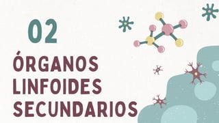 ÓRGANOS
LINFOIDES
SECUNDARIOS
02
 