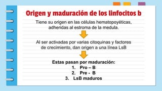 Origen y maduración de los linfocitos b
Tiene su origen en las células hematopoyéticas,
adheridas al estroma de la medula.
Al ser activadas por varias citoquinas y factores
de crecimiento, dan origen a una línea LsB
Estas pasan por maduración:
1. Pro – B
2. Pre - B
3. LsB maduros
 