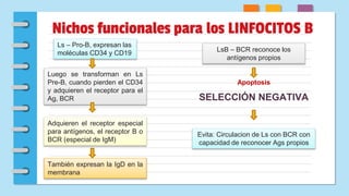 Nichos funcionales para los LINFOCITOS B
Ls – Pro-B, expresan las
moléculas CD34 y CD19
Luego se transforman en Ls
Pre-B, cuando pierden el CD34
y adquieren el receptor para el
Ag, BCR
Adquieren el receptor especial
para antígenos, el receptor B o
BCR (especial de IgM)
También expresan la IgD en la
membrana
LsB – BCR reconoce los
antígenos propios
Apoptosis
SELECCIÓN NEGATIVA
Evita: Circulacion de Ls con BCR con
capacidad de reconocer Ags propios
 
