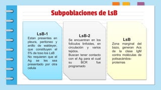 Subpoblaciones de LsB
LsB-2
Se encuentran en los
folículos linfoides, en
circulación y varios
tejidos.
Buscan tener contacto
con el Ag para el cual
su BCR fue
programado
LsB-1
Estan presentes en
pleura, peritoneo y
anillo de waldeyer,
que constituyen el
5% de toso los LsB
No requieren que el
Ag se les sea
presentado por otra
celula
LsB
Zona marginal del
bazo, generan Acs
de la clase IgM
contra moléculas de
polisacáridos-
proteínas
 